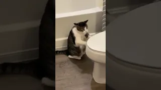 Cat Playing drums on Toilet