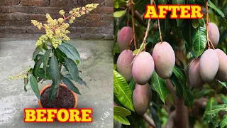 How To Grow Mango Tree In A Pot (IN HINDI) Mango Plant Care Tips