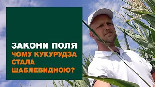 Чому кукурудза стала шаблевидною? | ЗАКОНИ ПОЛЯ #1