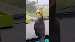 Cute Travelling Moments 😍 #cockatielscraze