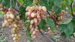 Сорт винограда Сенсация 1.08.2019