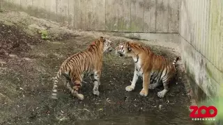 Tigersøstre i vild slåskamp | Copenhagen Zoo