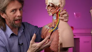 Path of the vagus nerve (anatomy)