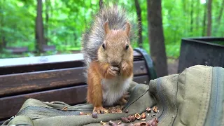 О старенькой белке / About an old squirrel