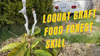 Loquat Graft, FOOD FOREST SKILL, Pacific Northwest Food Forest Olympic Peninsula, Cleft Graft