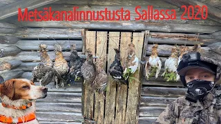 Metsäkanalinnustusta Sallassa 2020