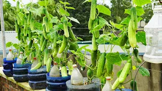 How To Grow Cucumbers In Plastic Bottles With Super Fruit, Fast For Harvest