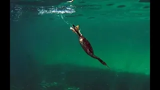 Shag hunting fish (Cormorant)