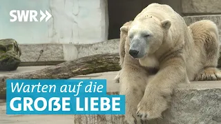 Eisbär Baby im Karlsruher Zoo? Kap und Nuka sollen für Nachwuchs sorgen