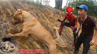 Spider-Man Uses Pitbull Dogs To Fight Giant Snakes | New Hunter