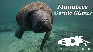 Swimming with Florida Manatees