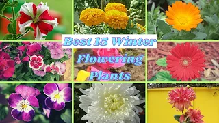 best 15 Winter Flowering plants | top 15 Winter season Flowering plants | Winter Flowering plants