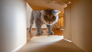 funny cats video| cutest cats and dogs  videos |not try to laugh  😂|@CrazyPets007