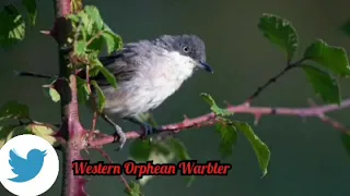 Fauvette Orphée - Sylvia Hortensis - Western Orphean Warbler