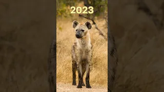 2023 hyena vs 5000 bc hyena 🔺#shortsvideo #shortsfeed