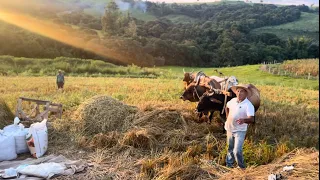 TRADICIONAL COLHEITA DE ARROZ DOS “MIRANDINHA”