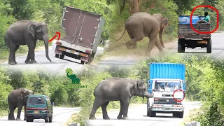 Big wild elephant waiting for food at the Kataragama road l Huge Wild elephant l Sri Lanka