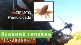 Осенний голавль. "Тараканинг" [TIEMCO Panic cicada]