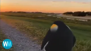 Top 5 penguin