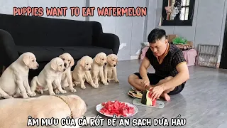 Màn bổ dưa hấu khiến lũ cún con nhỏ dãi và âm mưu của Cà Rốt | Cute Puppies and WaterMelon