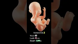 A Precious Little Miracle From Inside The Womb