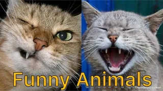 4k Funny Animal Videos 2023 😂 - Funniest Dogs And Cats Videos 😺😍#43  Mdn Vines