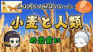 小麦の誕生から人類との出会い…世界で2番目くらいに重要な穀物