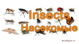 Насекомые на английском языке.  English Vocabulary - Insects