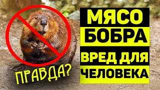 Can you eat beaver meat? IRREVERSIBLE HARM TO HUMAN HEALTH!?