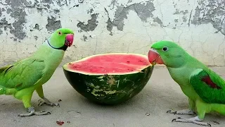 Parrot Eating Watermelon