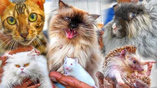 Exclusive Shop For Exotic Cats, Hamsters, Rabbits and Hedgehog