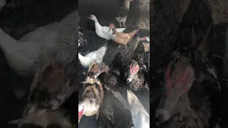 Crecimiento de 🦆  patos 🦆 y pollos 🐓