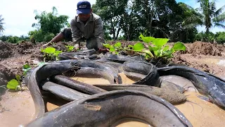 amazing fishing! now rainy season a fisherman catch fish back up on flooding water in my pond