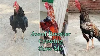 Funny Rooster Crowing in slow Mo | Aseel Rooster Crowing slow compilation 2023 | Rooster Sound