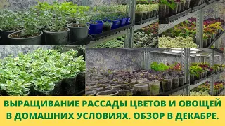 Выращиваю всю цветочную и овощную рассаду в доме на стеллажах. Обзор всех растений в конце декабря.