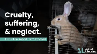 Australian Rabbit Farming Cruelty - 2021 Exposé by Animal Liberation