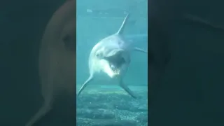 Wie Delfine Haie verprügeln