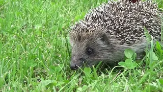 HEDGEHOG SQUEAKING | Sound Effect [High Quality] By Sound Effects
