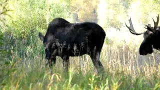 Moose Battle in Grand Teton National Park