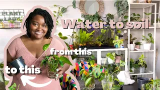 TRANSFERING WATER CUTTINGS TO SOIL | how to move cuttings from water to soil