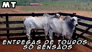 Entregas de touros, só bênçãos|018