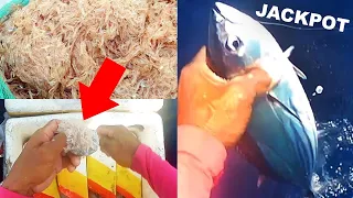 How to Catch a Skipjack Tuna using Prawn/ Small Shrimp "Alamang" (Traditional Fishing)