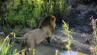 SUN-KISSED sips in the WILDERNESS: Witnessing the KING OF THE SAVANNAH 🦁 quench his thirst.