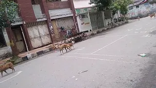 street dog fighting scene | Street Dog Sex in Road | Trending Sex Dog 2021 | Animal Lovers