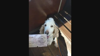 Dog's day out on Ravenglass Railway