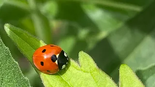 Химия в саду! Не хочется использовать! А вы, как думаете?!