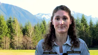 Grizzly bear and black bear identification video