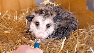 I interviewed animals with a tiny mic