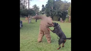 Working Rottweiler attack