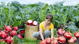 Harvesting kohlrabi Goes To Market Sell - Replant the vegetable garden | Nhất Daily Life